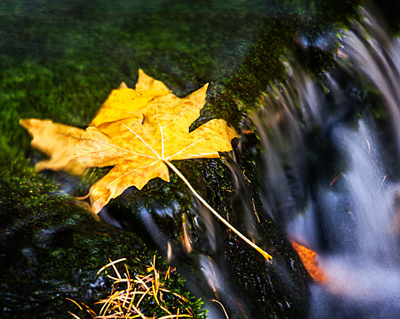 fall at yosemite national park