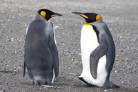 king penguins at tierra del fuego