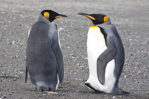 king penguins at tierra del fuego