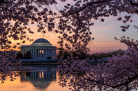 cherry blossoms, washington dc