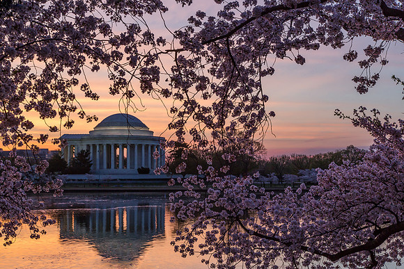 cherry blossoms, washington dc