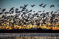 morning flight, bosque del apache