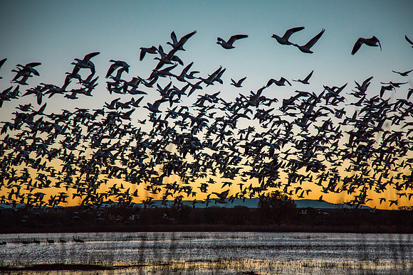 morning flight, bosque del apache