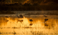 sand hill cranes at sunrise ii, bosque del apache, nm