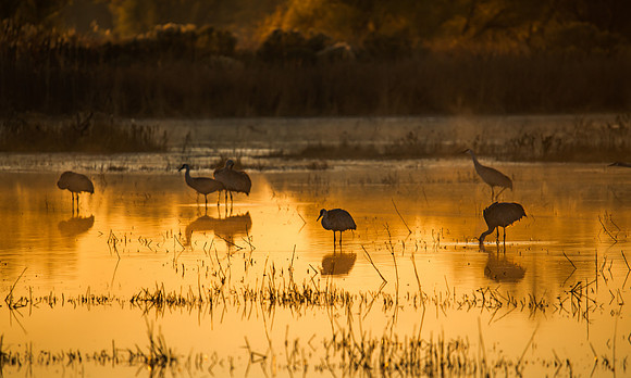 sand hill cranes at sunrise ii, bosque del apache, nm
