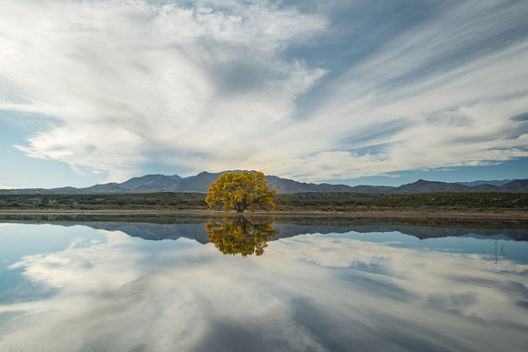 reflections at bosque del apache, nm