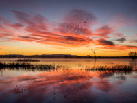 red sky, bosque del apache, nm