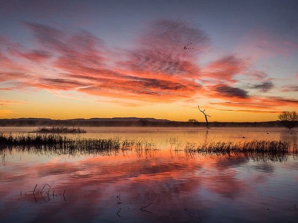 red sky, bosque del apache, nm