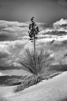 yucca plant, white sands, nm