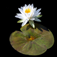water lily at kenilworth gardens, dc