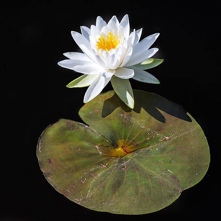 water lily at kenilworth gardens, dc