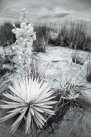 rehoboth beach - IR