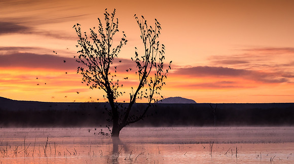 bosque at sunrise