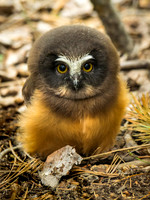 wildlife