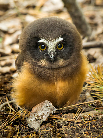 baby owl, santa fe national forest