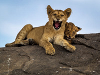 serengeti national park