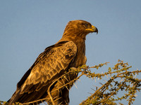 eagle, serengeti national park