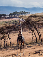 giraffe, serengeti national park