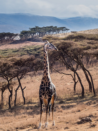 giraffe, serengeti national park