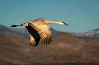 sand crane, bosque del apache
