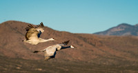 sand cranes in flight, bosque del apache