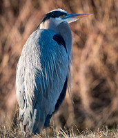 bosque del apache
