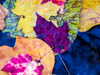 fall colors, rock creek park, dc