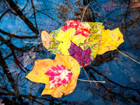 reflections, rock creek park, dc