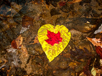 fallen leaves, rock creek park, dc