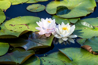 water lilies, kenilworth gardens, dc