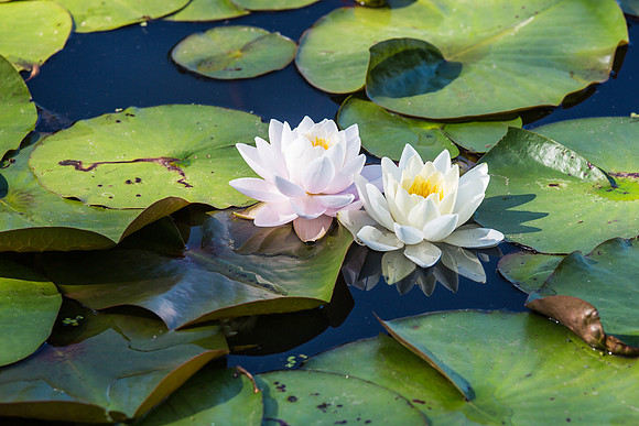 water lilies, kenilworth gardens, dc
