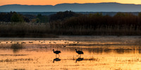 sand hill cranes at sunrise, bosque del apache, nm
