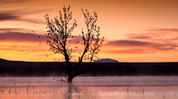 bosque at sunrise