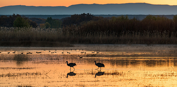 Bosque del Apache