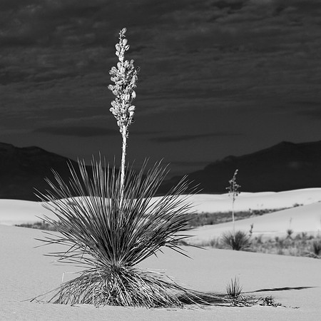 standing tall against all odds, white sands, nm